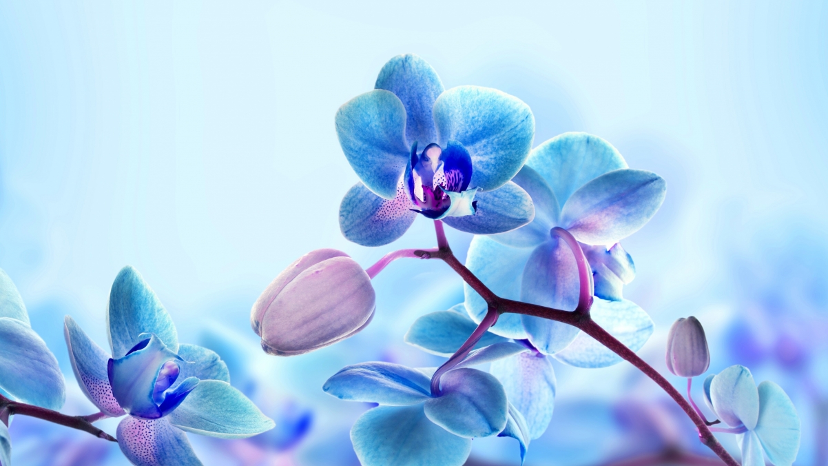 绝美蓝色兰花4K超高清壁纸，3840x2160风景图片，免费下载
