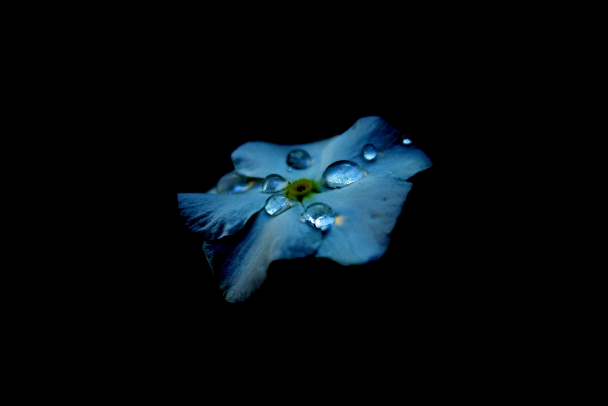 蓝色花瓣伴水滴露珠，黑幕下的绝美4K壁纸，高清3888x2592下载