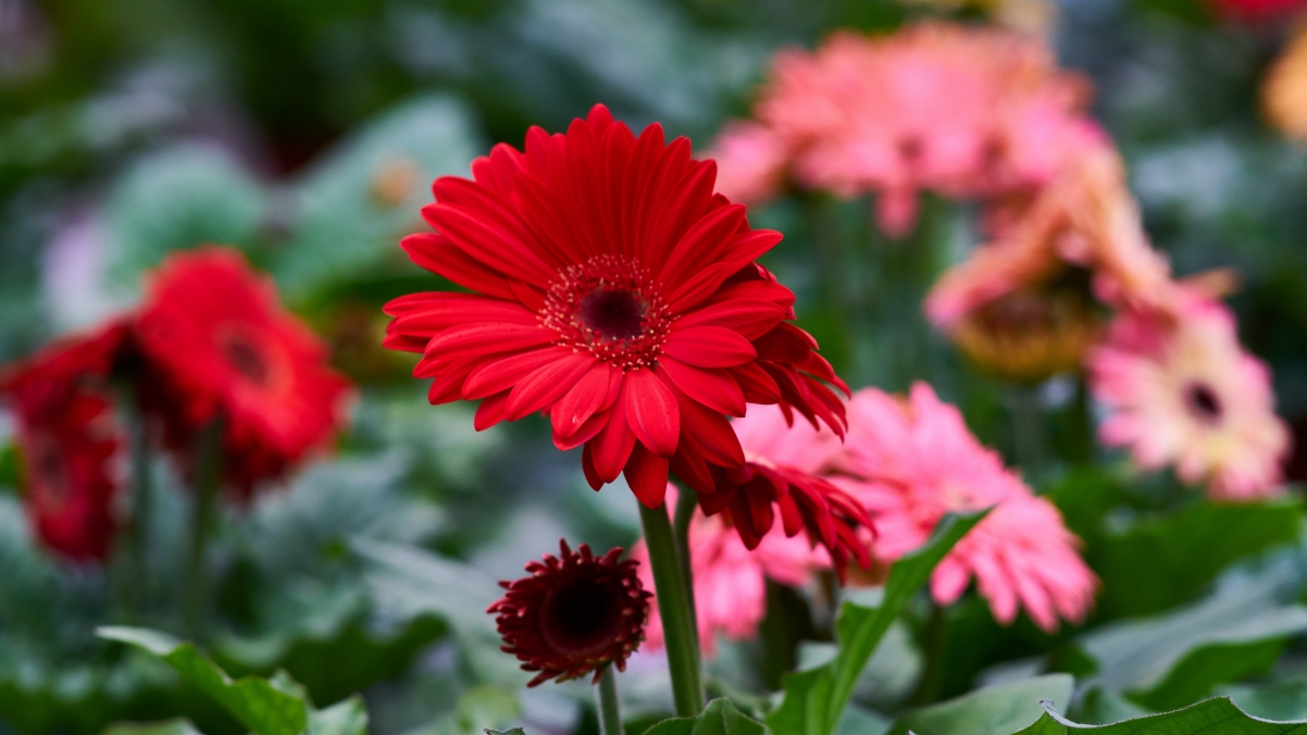 红色非洲菊花4K超清壁纸，绝美风景，3840x2160分辨率，免费下载