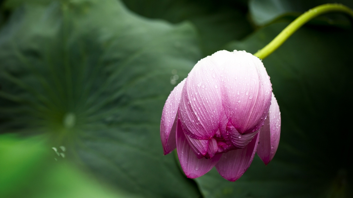 绝美荷花花瓣高清4K壁纸，3840x2160风景图片，免费下载