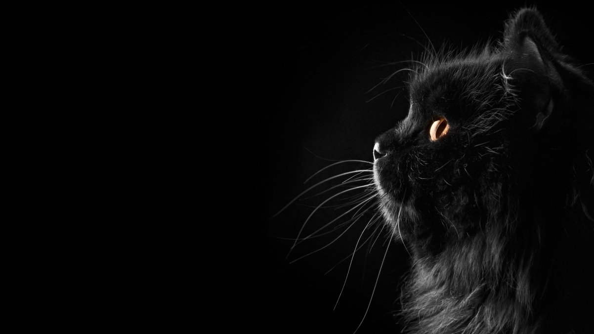 尊享高清黑波斯猫4K壁纸，动物美图3840x2160分辨率，一键下载