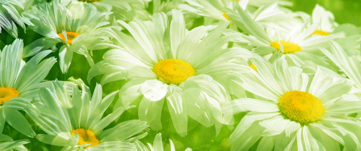 绝美雏菊绽放，3440x1440超清4K风景壁纸，高清下载
