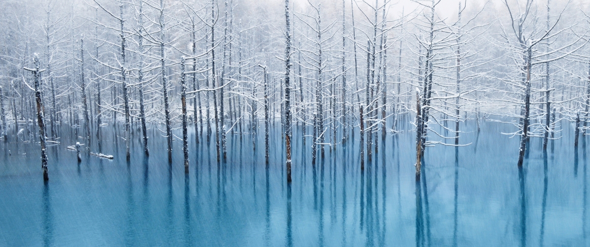 冬日森林美景，高清4K壁纸下载，3440x1440分辨率精选