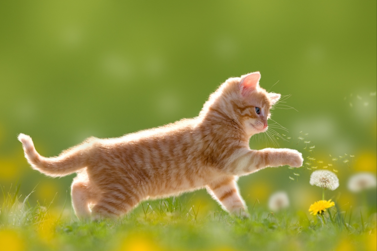 草甸蒲公英与萌猫共舞，绝美4K壁纸，高清3840x2560动物图片免费下载