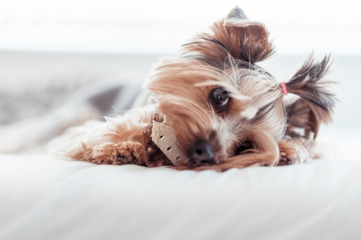 约克郡小猎犬美照，优雅床照、迷人发型，精选5K高清壁纸与4K动物图片，5000x3333超高清下载