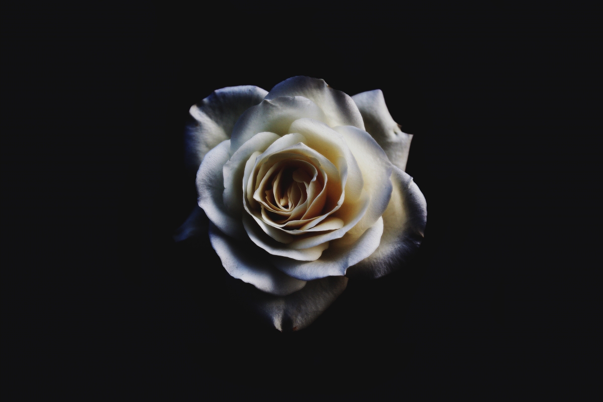 高清白色花瓣壁纸，5K超清背景图片，5456x3632分辨率，免费下载