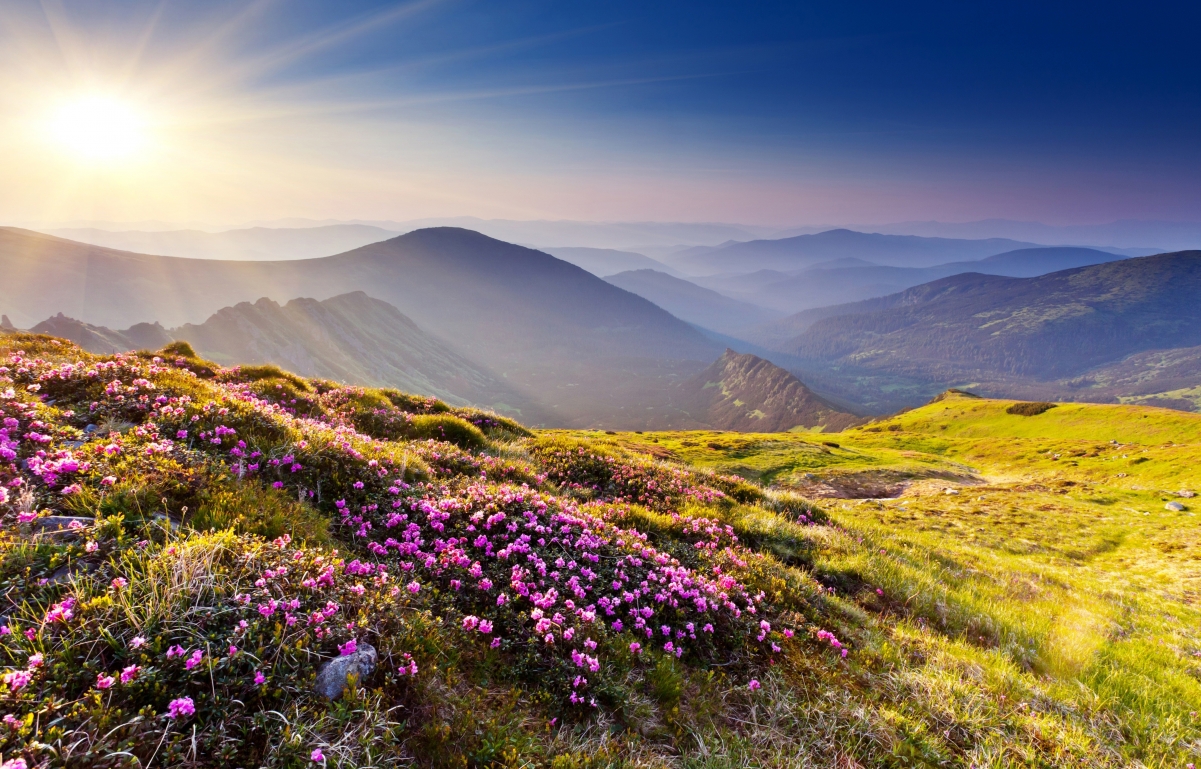 山花烂漫，草翠日辉——4K超清风景壁纸，4200x2688高清下载