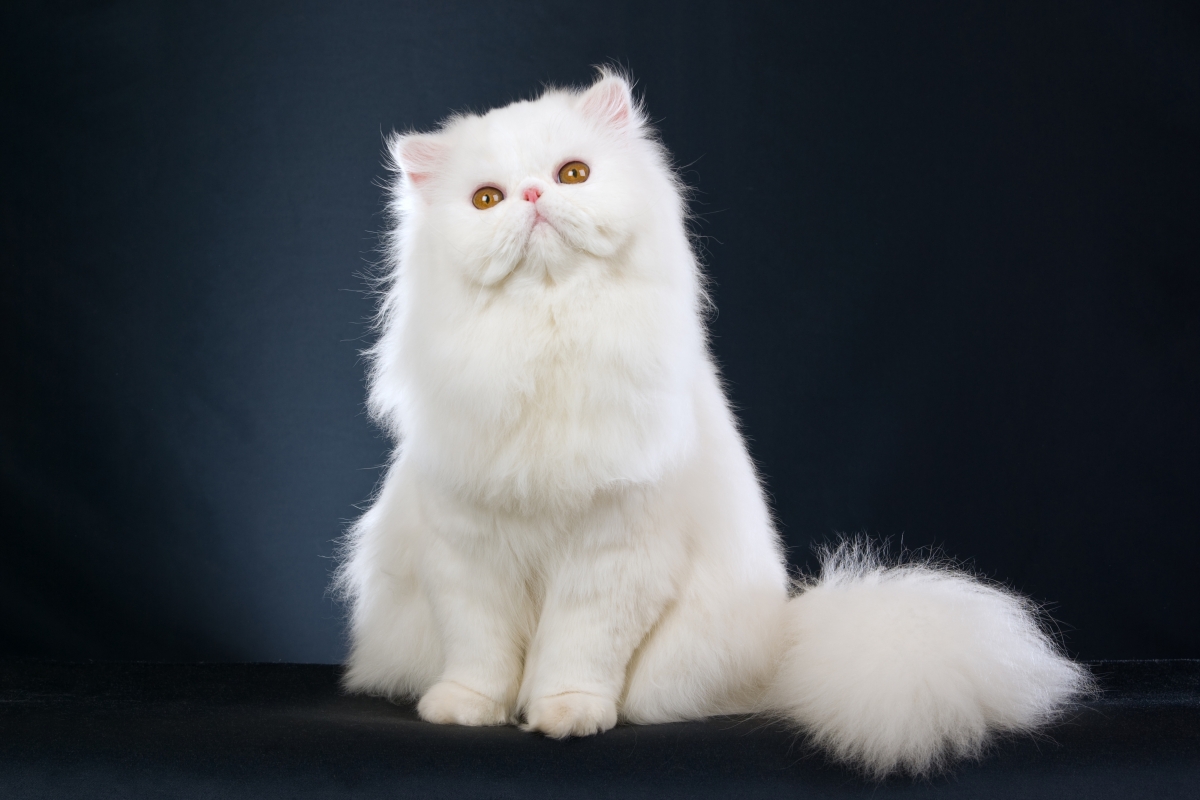 高清白色波斯猫4K壁纸，漂亮小猫图片，4000x2666分辨率，免费下载