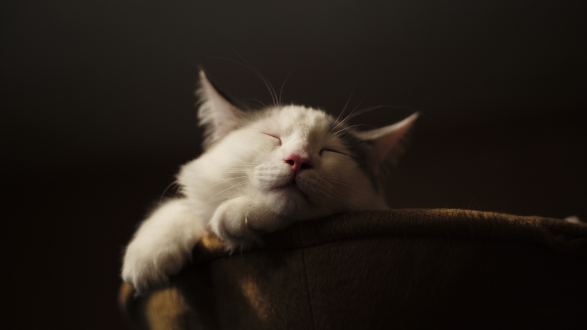 高清猫眠壁纸，4K精美动物图片，3840x2160分辨率，免费下载