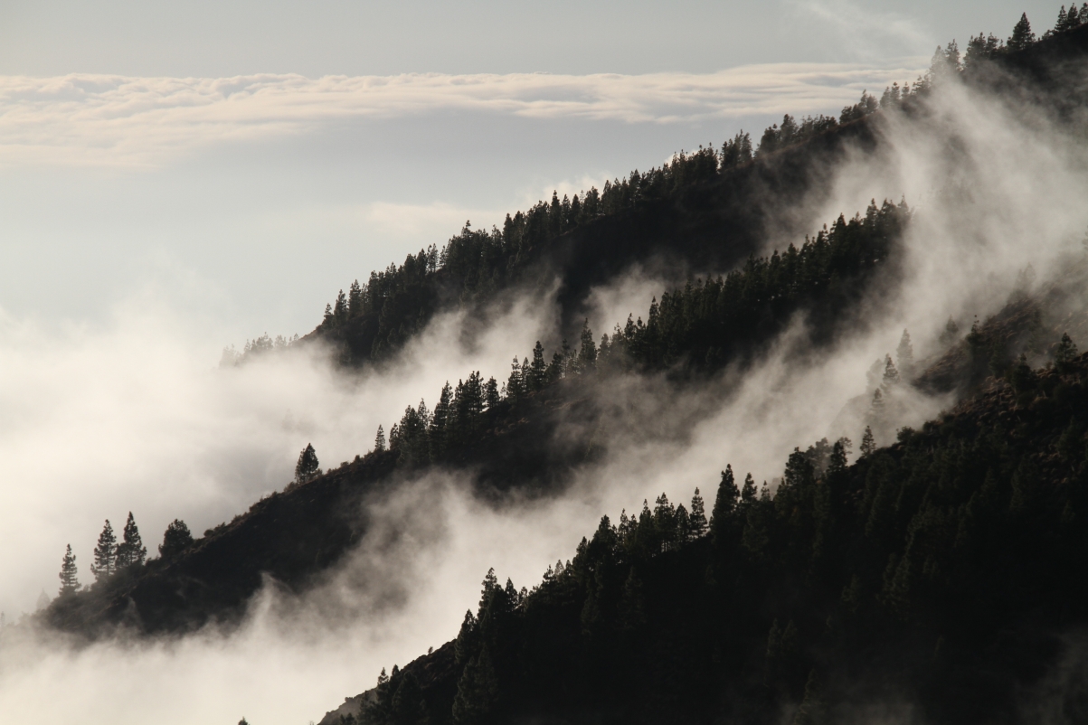 雾绕森林美景，精选5K/4K高清风景壁纸，5184x3456超高清下载