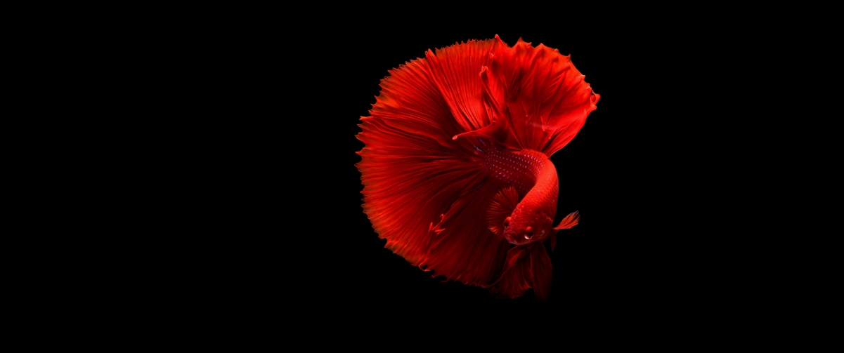 红色金鱼4K超高清壁纸，3440x1440精美动物图片，一键下载
