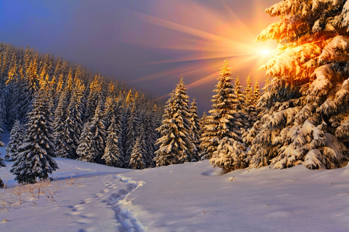冬日自然雪景，高清4K树林天空壁纸，4200x2800分辨率，畅享美景下载