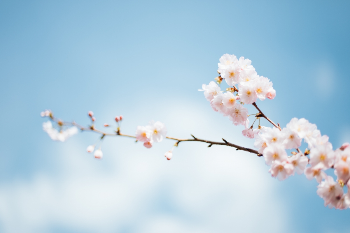 樱花盛景，6K超清壁纸，绝美4K风景图，高清6317x4211，一键下载