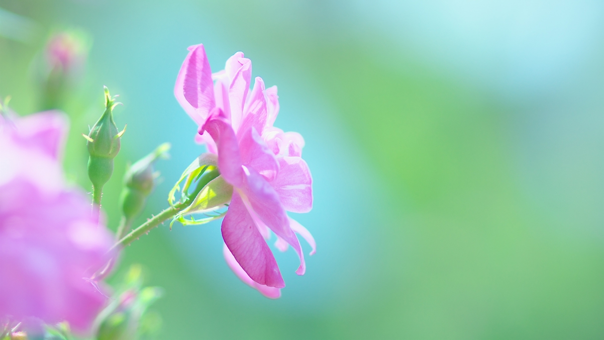 夏日粉红花海，自然绿意4K高清壁纸，3840x2160分辨率下载