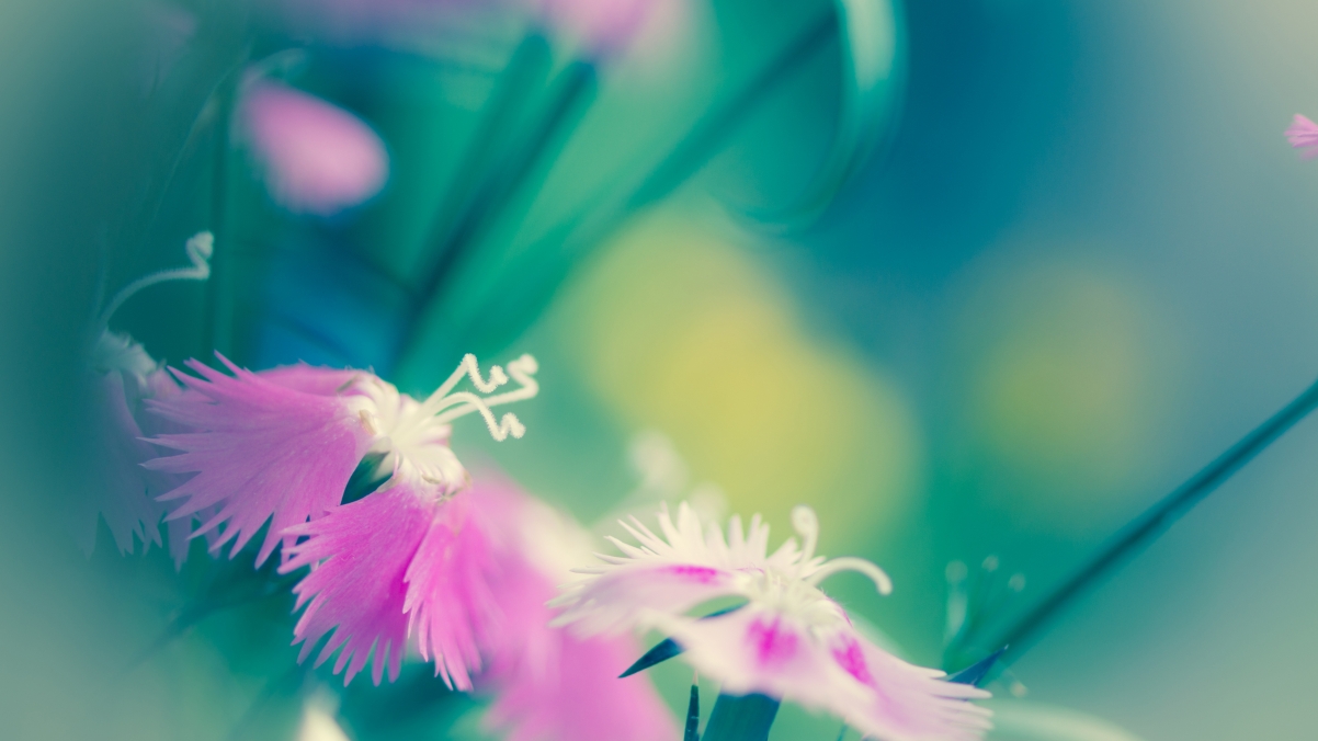 4K高清壁纸下载，绚丽粉红花卉背景，3840x2160分辨率
