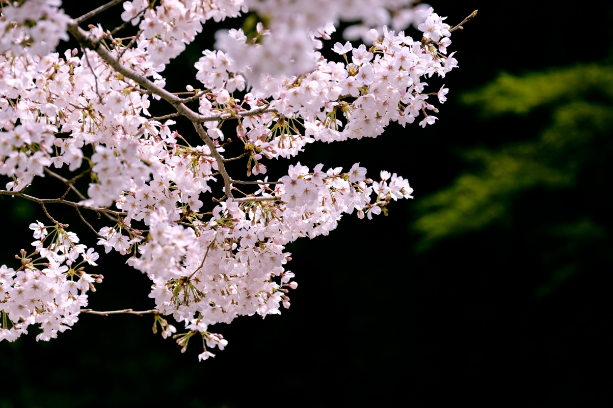 绝美日本樱花5K高清壁纸，4K风景图惊艳上线，5120x3413超高清下载