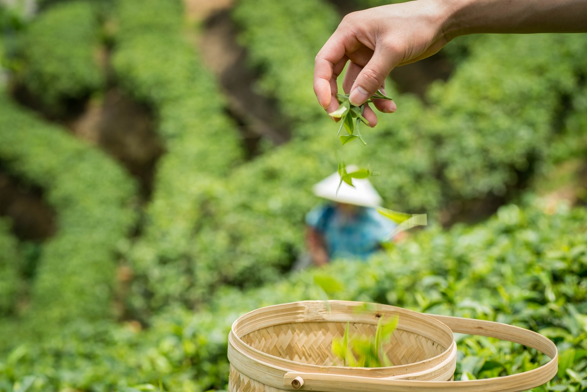 春之高山茶园美景，6K超清风景图片，4K高清壁纸，6016x4016分辨率，免费下载