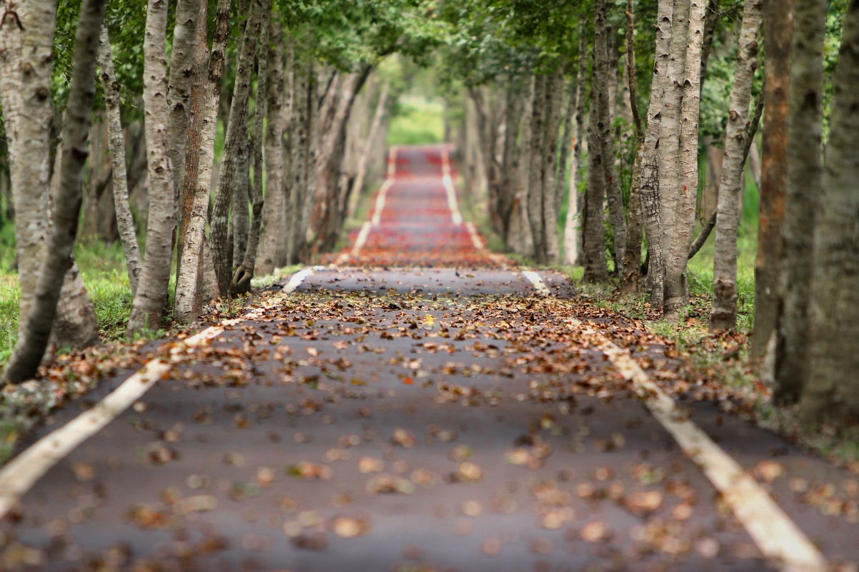 自然树林道路落叶美景，树木丛生5K超清壁纸，4K高清图片下载，分辨率5184x3456