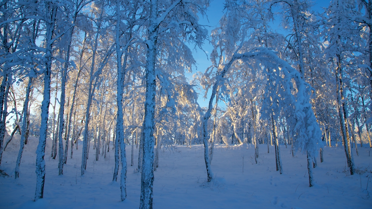 瑞典基律纳，日落前的森林雪域，天然蓝光美景，高清4K风景壁纸下载