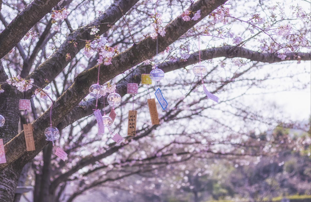 风铃樱花绝美4K风景，高清壁纸下载，分辨率4100x2667