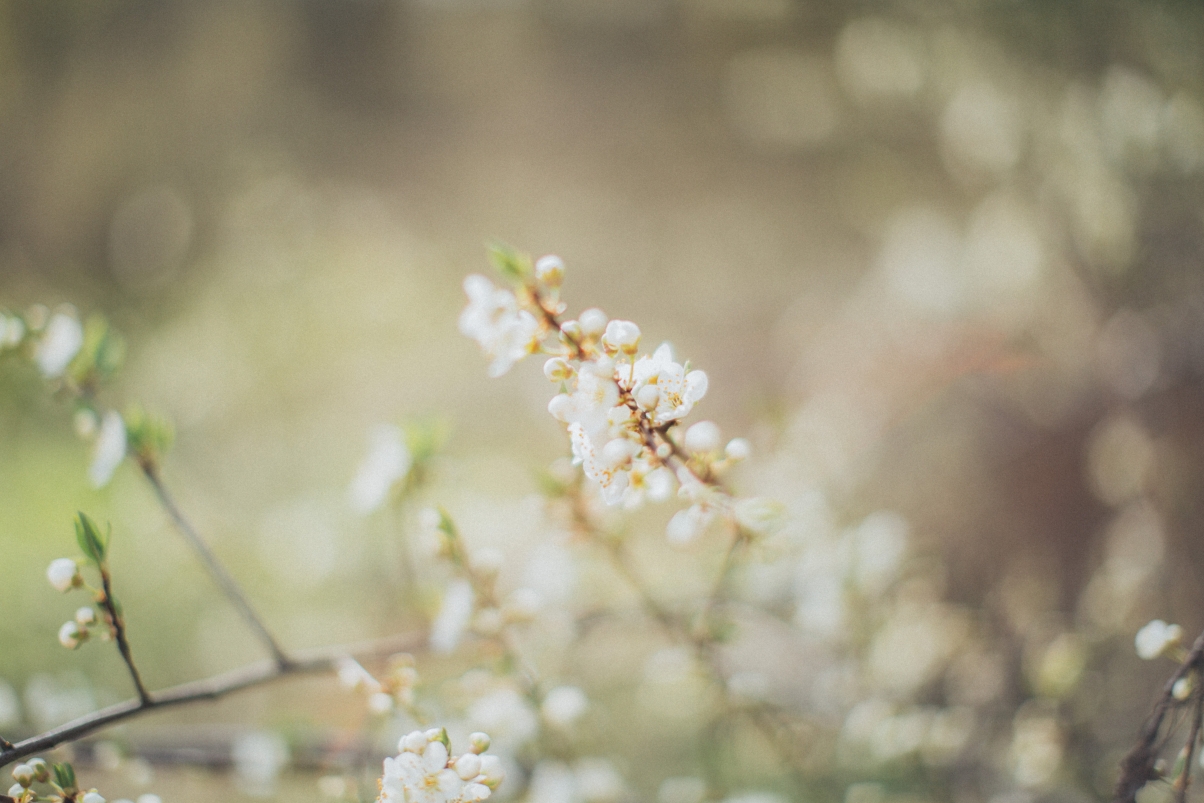 苹果树花盛放美景，高清4K壁纸下载，惊艳5760x3840分辨率