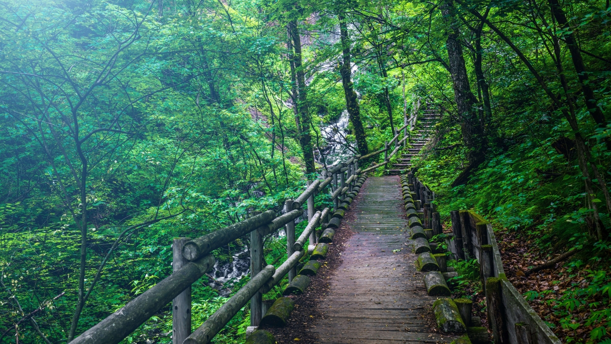 绿色森林木栈道4K高清壁纸，自然风景Win10主题，3840x2160分辨率下载