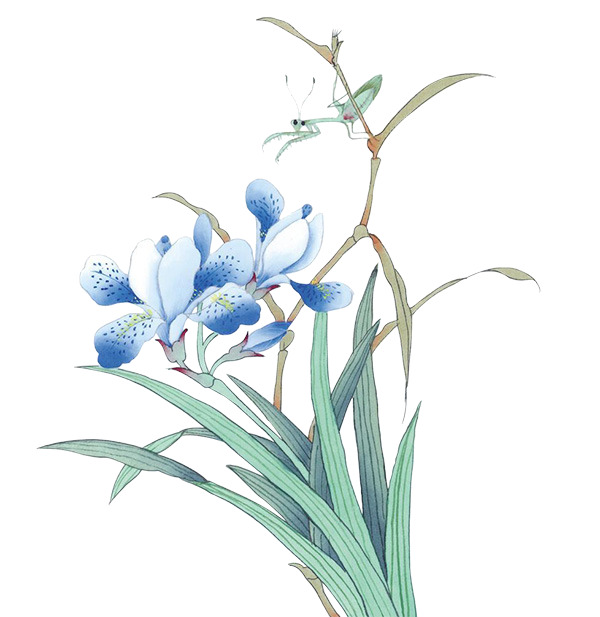兰花高清PNG透明图片，花瓣漂浮元素设计素材下载