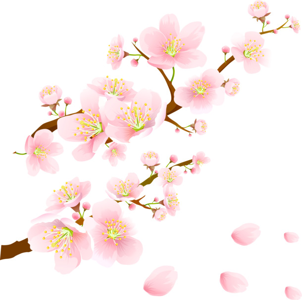立冬梅花高清PNG，透明花瓣漂浮元素，设计素材一键下载