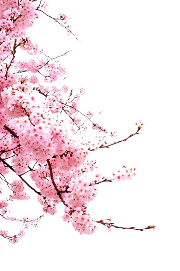 樱花春天，高清PNG透明花瓣图片，漂浮元素设计素材免费下载