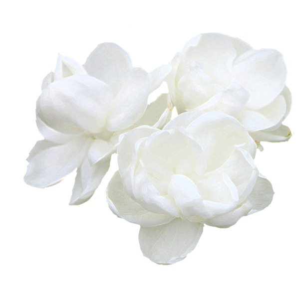 白色茉莉花高清PNG透明素材，花瓣漂浮元素，免费下载