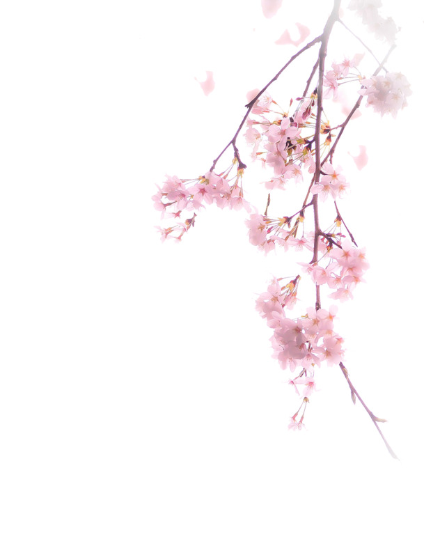 唯美古风樱花水彩插画，高清PNG透明图片，植物装饰元素，设计素材下载