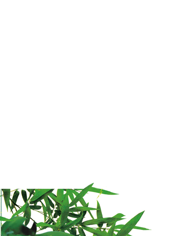 端午节，精选绿叶竹叶PNG透明图片，节日元素丰富，PSD设计素材下载