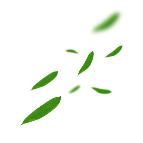 端午节粽叶PNG透明图片，高清节日元素PSD设计素材下载