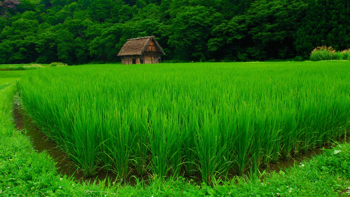 乡村绿意，林间小屋与丰饶稻田，4K超高清风景壁纸3840x2160免费下载