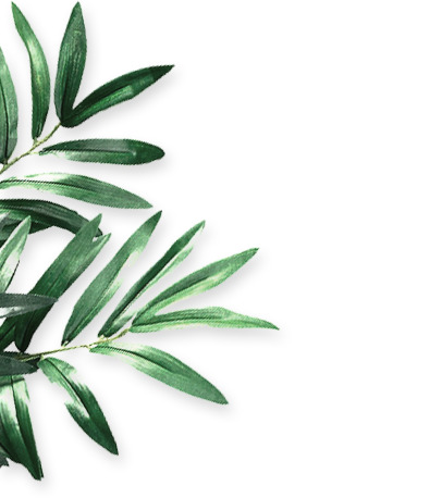绿色装饰植物树叶PNG，高清透明图片素材，设计元素免费下载