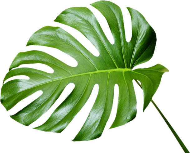 绿色滴水观音叶子PNG透明图，高清动植物元素设计素材免费下载