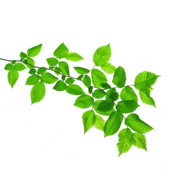 绿色树枝叶子PNG透明图，动植物元素PSD设计素材高清下载