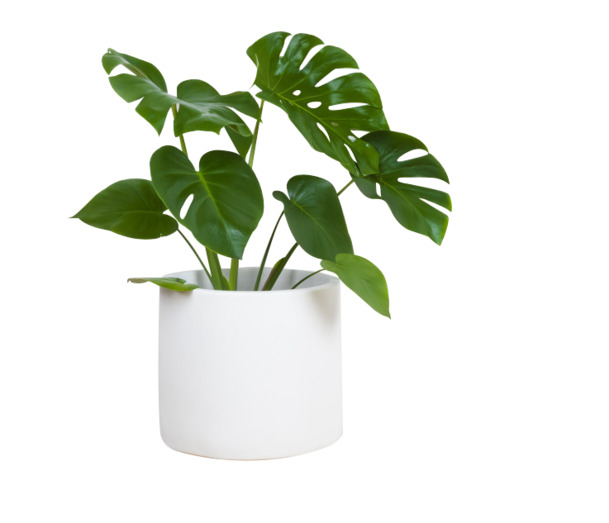 室内大叶植物盆栽，高清PNG透明图片，动植物元素丰富，植物设计素材一键下载