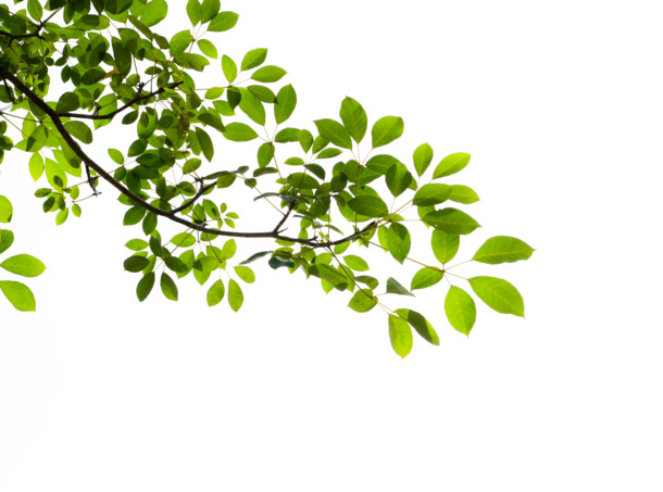 树叶绿叶树枝PNG透明图，动植物元素设计素材高清下载
