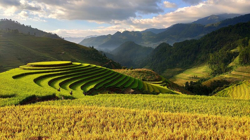 绿色金黄梯田全景，高清JPG摄影素材，风景设计必备下载