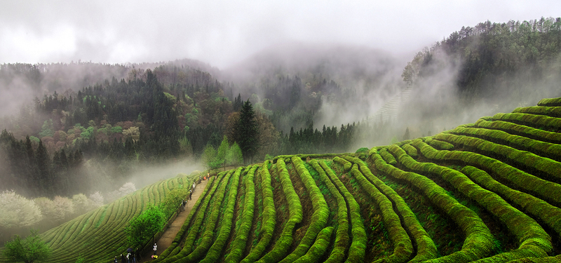 茶园美景高清JPG，摄影素材下载，风景图设计必备