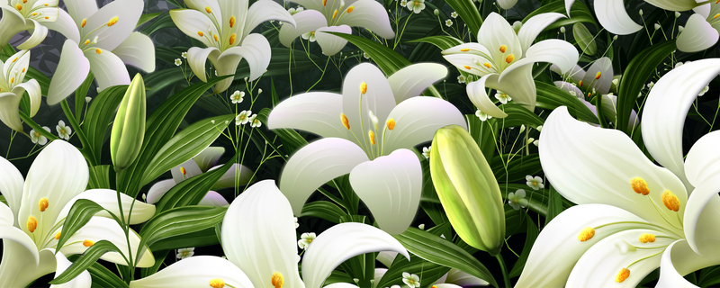 百合花风景，淘宝高清背景图下载，JPG/PSD格式素材大放送
