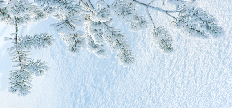 高清松树雪地JPG图片，摄影美景素材下载