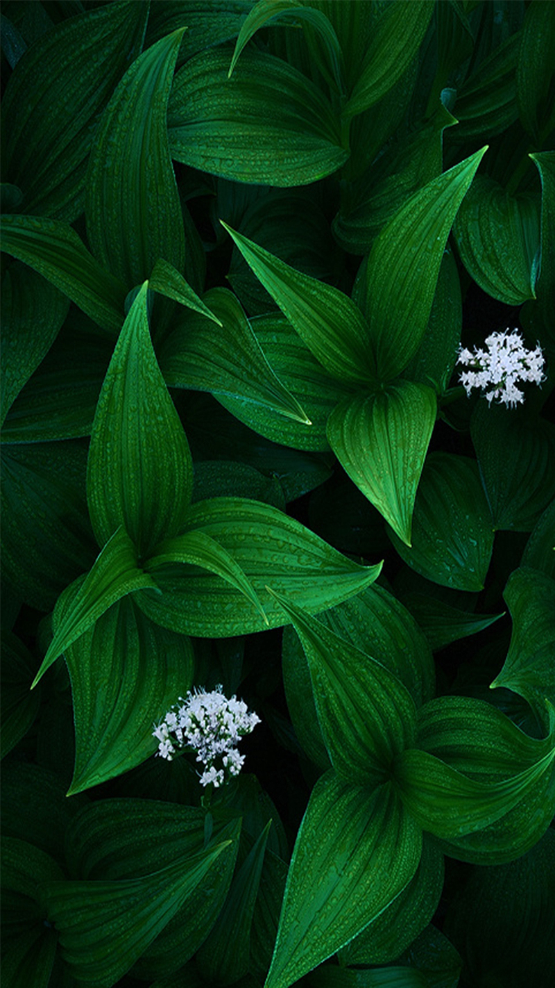 清新绿植背景图片，高清JPG，扁平简约，设计素材下载