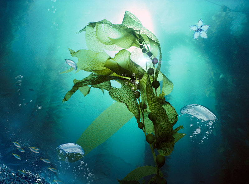 简约海洋海藻面膜促销海报设计素材，高清JPG+扁平PSD，一键下载