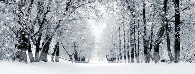 高清JPG雪中树林背景，商务科技海报Banner设计素材下载