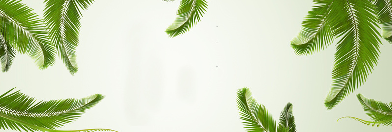 简约清新轮播图，海植物高清JPG+商务科技PSD素材下载