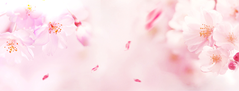 樱花季渐变粉瓣梦幻banner，高清JPG/PSD设计素材免费下载