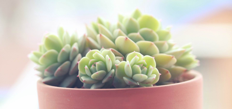 唯美多肉植物高清JPG图片，文艺清新设计素材免费下载