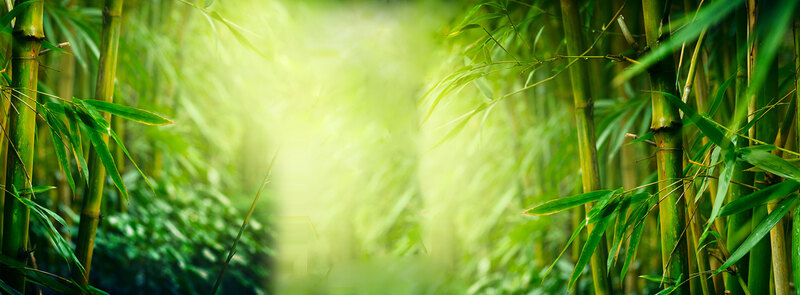 清新竹林背景图片，高清JPG与文艺PSD设计素材下载